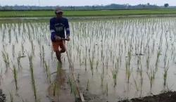 Ratusan Hektare Sawah di 2 Kecamatan di Ciamis Terendam Banjir