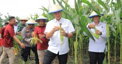 Tingkatkan Produktifitas Ketahanan Pangan, Lapas Kelas I Surabaya Sukses Panen 2 Ton Jagung