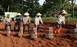 Kejar Target, Polres Sukoharjo Tanam Jagung Tumpangsari di Polokarto