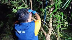 Geger! Kerangka Manusia Ditemukan di Perkebunan Pandeglang, Ada Pisau dan Tali Tambang