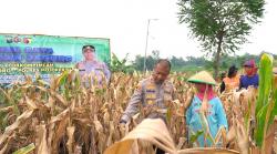 Panen raya harga Jagung di Mojokerto anjlok, bulog belum serap jagung petani