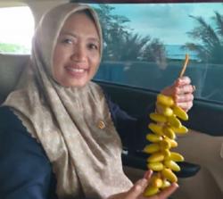 Kurma Lombok Utara Masuk 7 Besar Dunia, Ditanam di Tanah Mirip Madinah!