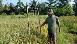 Hama Burung Pipit Merajalela, Petani di Ciamis Pasang Kulambu Jaring Nilon di Sawah