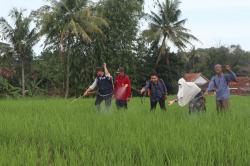 Dinas Pertanian Kuningan Sebut HPP Gabah Petani Kini Lebih Layak