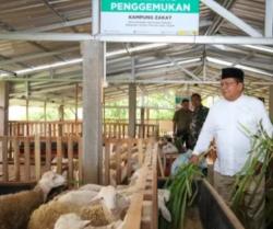 Melihat Balai Ternak Domba Dorper di Somosari, Satu-satunya di Jepara, Harga Lebih Mahal dari Sapi