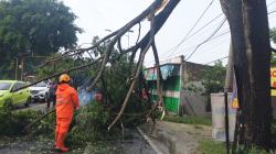 Diterjang Hujan Angin Kencang, Pohon di Jalan Raya Bojonegoro Tumbang