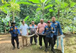 Damkar Tangkap Ular Besar saat Hendak Memangsa Ternak Warga di Kuningan