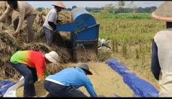 BULOG Perdana Serap Panen Padi di Kota Semarang, Puncaknya di Maret dan Akhir April 2025