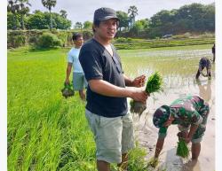 Ketua DPRD Sabu Raijua tanpa Sungkan Ikut Turun Membantu Petani Menanam Padi