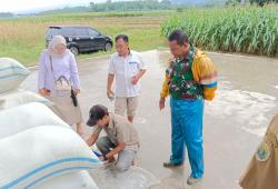 Bulog Jemput Gabah Petani, Harga Tetap Rp6.500 per Kilogram