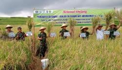 Danrem 062 Tarumanagara Hadiri Panen Raya Padi Organik di Ciamis, Dorong Pertanian Berkelanjutan