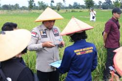 Dorong Swasembada Pangan, Beras Sintanur Lembah Raung Bondowoso Diajukan Produk Indikasi Geografis