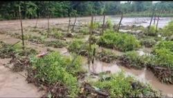 Jeritan Petani di Dusun Banopo, Lahan Sawah, Tomat dan Lombok Disapu Banjir Bandang