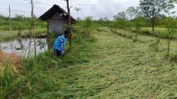 Padi Siap Panen di Gunungkidul Ambruk Diterjang Hujan, Petani Merugi 