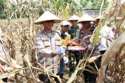 Perkuat Ketahanan dan Swasembada Pangan panen jagung serentak