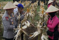 Mamfaatkan Lahan Tidur,  Panen Raya Polda Riau Tembus 156 Ton Jagung Pipil