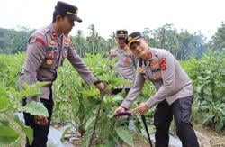 Dukung Swasembada Pangan, AKBP Ahmad Faisal Tinjau Lahan Jagung dan Panen Terong di Pidie Jaya Aceh