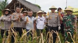 Polres Tasikmalaya Kota Gelar Panen Raya Jagung di Gunung Tanjung, Dukung Ketahanan Pangan