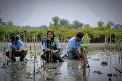 Perkuat Ekosistem Pesisir, PTFI Tanam Puluhan Ribu Mangrove di Gresik