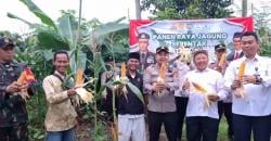 Dukung Asta Cita Swasembada Pangan Tahun 2025, Polsek Anyer Lakukan Panen Jagung Tahap 1