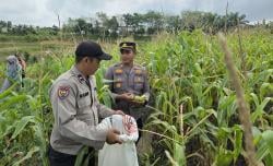 Panen Raya Jagung di Pangkalan Kerinci Sebagai Dukungan Ketahanan Pangan