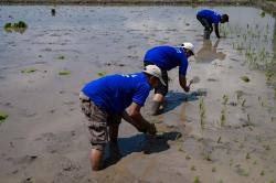 Dukung Ketahanan Pangan, Lapas Banyuwangi Tanam Padi Bersama Tahanan di Lahan 2 Hektar