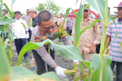 Polres Kobar Panen Jagung Perdana di Desa Sungai Tendang Kumai