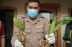 Karantina Jambi Tahan Bibit Anggrek Tanpa Dokumen di Bandara Sultan Thaha