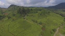 Banjir Puncak Cisarua, Ini Penjelasan PTPN soal Isu Alih Fungsi Lahan