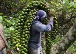 10 Manfaat Kolang-Kaling untuk Kesehatan Tubuh, dan Jantung Yuk Simak Baik-baik