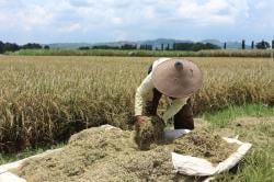 Sekam, Limbah Hasil Panen Padi Yang Bisa Datangkan Cuan