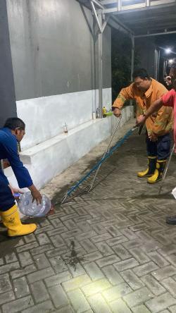 Heboh! Ular Kobra Sepanjang 1 Meter Masuk Permukiman, Warga Kebomas Panik!