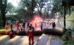 Kronologi Pohon Tumbang Timpa Pemotor di Babakan Siliwangi Bandung, Korban Luka Parah