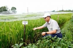 Prof Suwarto Temukan Green Super Rice, Varietas Padi Unggul Lahan Suboptimal