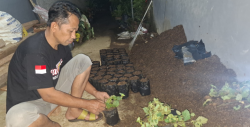 Budidaya Nilam, Peluang Ekonomi Warga Desa Badak Kecamatan Belik Pemalang