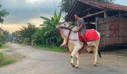 Unik, Pemuda di Ponorogo Menunggangi Sapi Untuk Diajak Ngabuburit