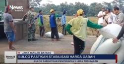 VIDEO – Bulog Serap Gabah Petani di Gringsing Batang