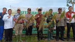 Panen Raya Padi Merah Organik Dikemas Tradisi Adat Murok Jerami