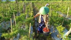 Musim Panen Cabai Rawit Merah, Petani di Blora Raup Keuntungan