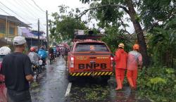 Hujan Disertai Angin Puting Beliung Terjang Kota Tasikmalaya, Puluhan Rumah Rusak dan Pohon Tumbang