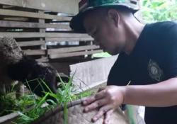 Anang Fitriansyach, Pengacara di Pangandaran yang Rela Mencari Rumput untuk Kambing Ternaknya