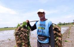 Dinas Pertanian Siapkan 43,8 Ton Benih untuk Petani Terdampak Banjir