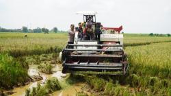 Bupati Jepara Turun ke Sawah, Panen Padi Bareng Petani, Pastikan Harga Gabah Stabil