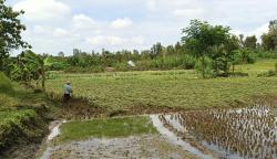 Petani Gunungkidul Terpaksa Panen Dini Akibat Banjir, Hasil Panen Menurun