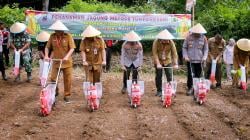 Polres Pemalang Tanam Jagung Sistem Tumpangsari di Lahan Seluas 2,7 Hektar