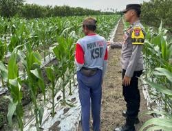 Polresta Banyuwangi Dukung Ketahanan Pangan, Sinergi dengan Petani untuk Pertanian Berkelanjutan