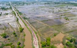 Banjir Terjang 4 Desa di Demak, BNPB: 600 Hektare Sawah Terendam