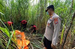 Geger, Kerangka Manusia Ditemukan di Tengah Lahan Tebu Madukismo