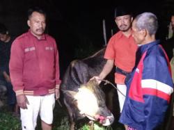 Polsek Sukapura Berhasil Amankan Sapi Curian, Pelaku Terus Dikejar