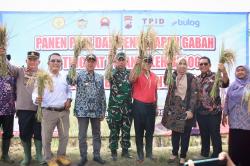 Bupati Banyumas Panen Padi di Patikraja, Bulog Serap Gabah Langsung dari Petani